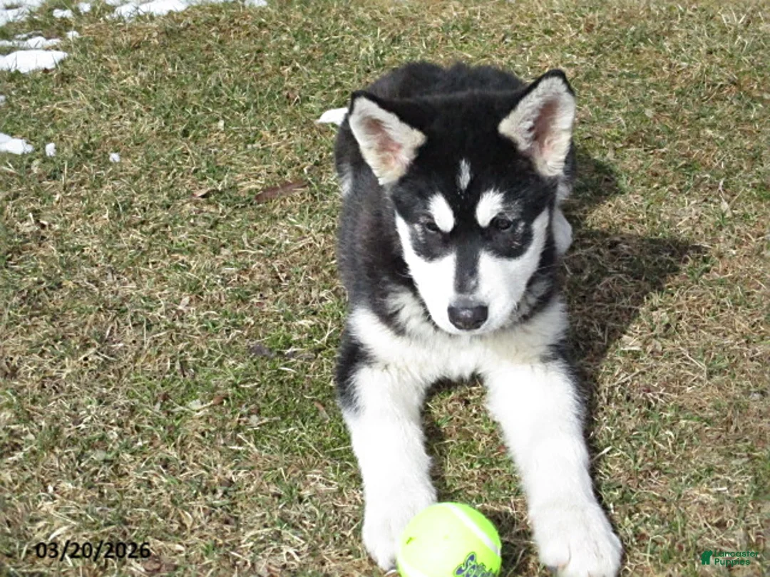 Alaskan Malamute dogs for sale: Shadow - Ad 2