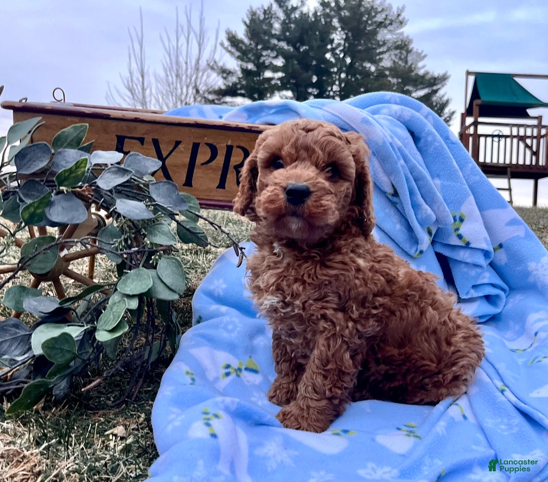 Mini Goldendoodle dogs for sale: Charming Robert❤️Call 717-548-2054 - Ad 5