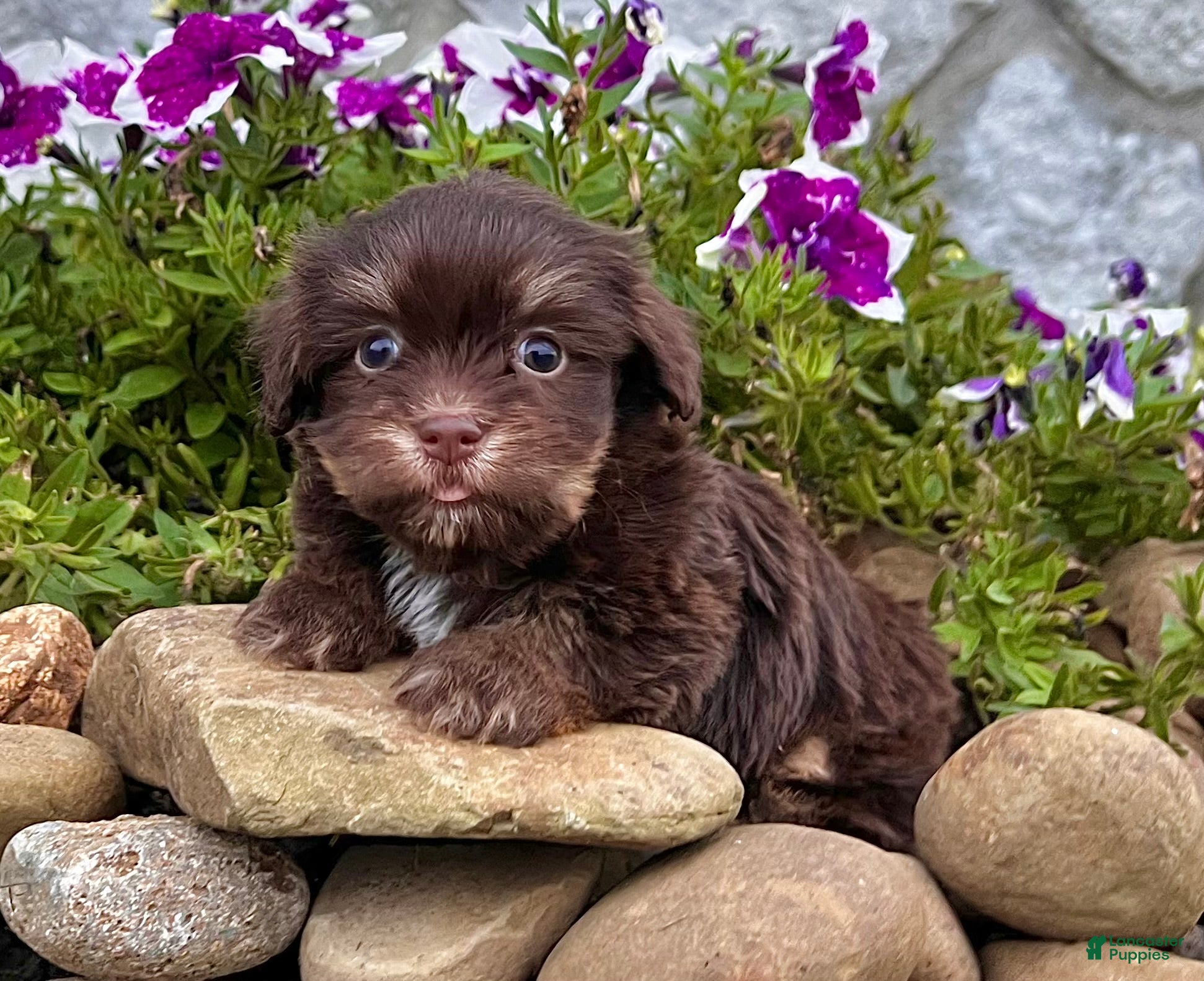 Havanese dogs Molly - Ad 1