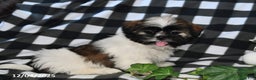 Shih Tzu dogs for sale: Darlene - Ad 3