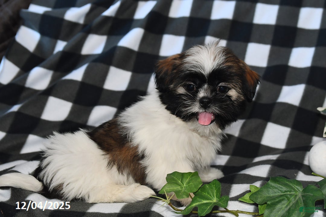 Shih Tzu dogs for sale: Darlene - Ad 3