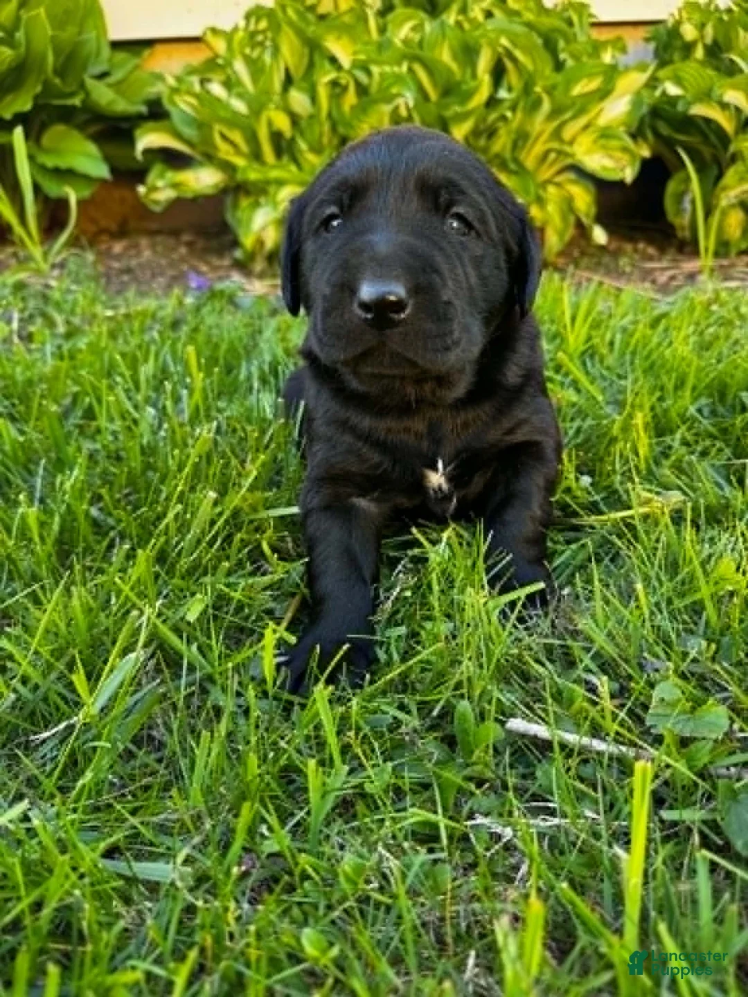 Labrador Retriever dogs for sale: Phillipe - Ad 2