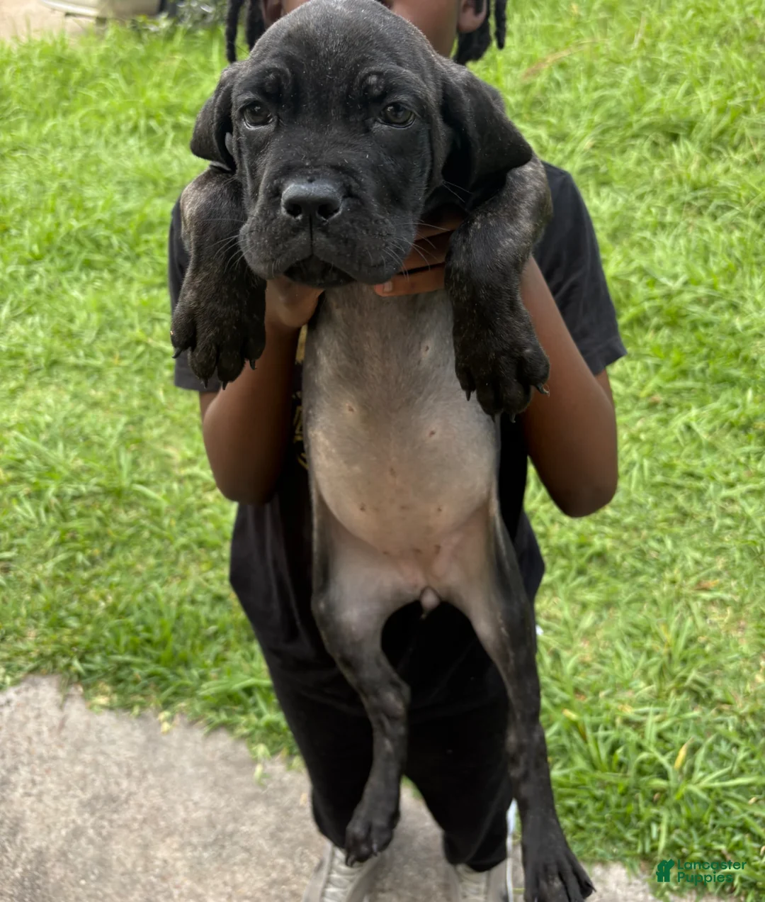 Cane Corso dogs for sale: Cane Corso Puppy 1 - Ad 1