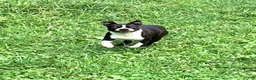 Boston Terrier dogs for sale:  Willow - Ad 11