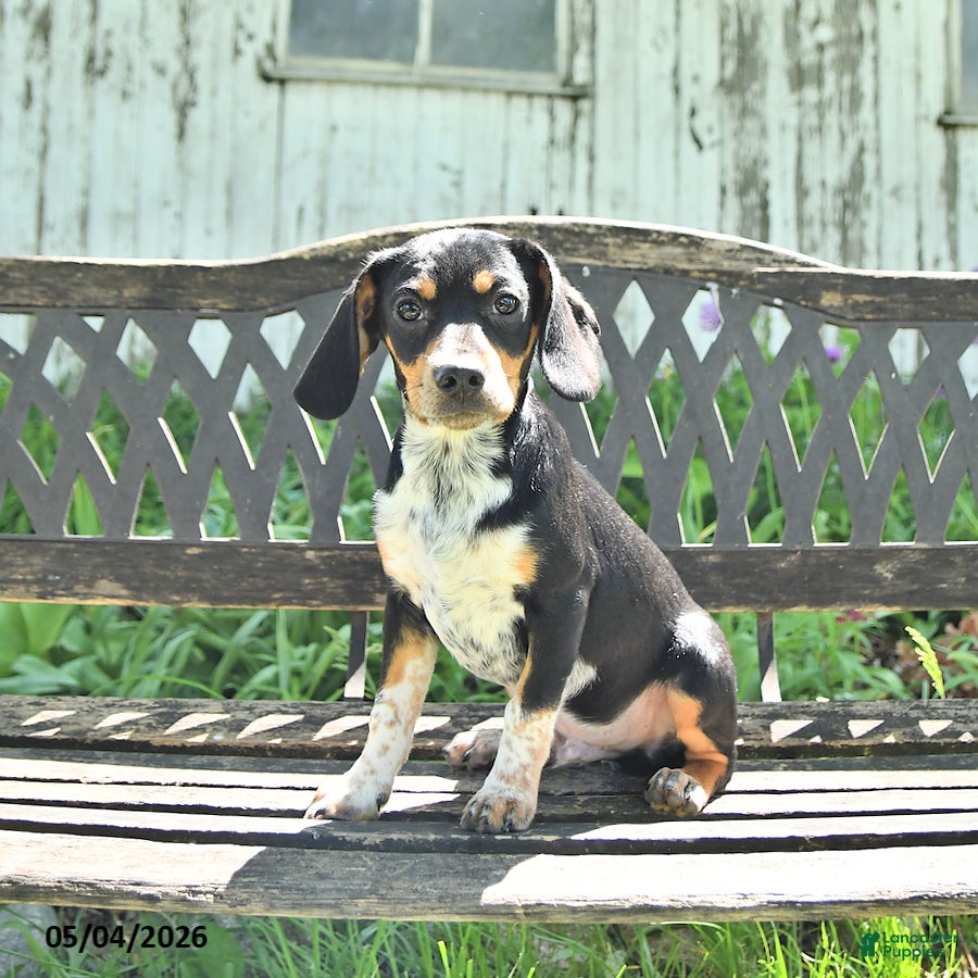Mixed Breed dogs Shorty  - Ad 1