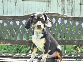 Mixed Breed dogs for sale: Shorty - Ad 2
