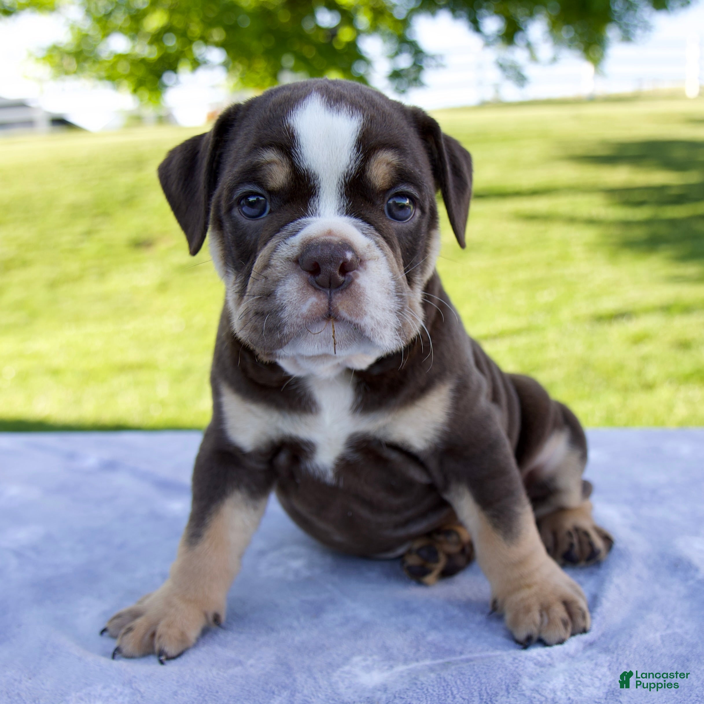Beabull dogs Ben - Ad 1