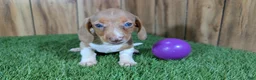 Miniature Dachshund dogs for sale: Cutie Girl 2 - Ad 3