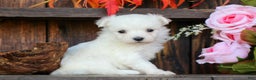 Maltese dogs for sale: Tinkerbell - Ad 2