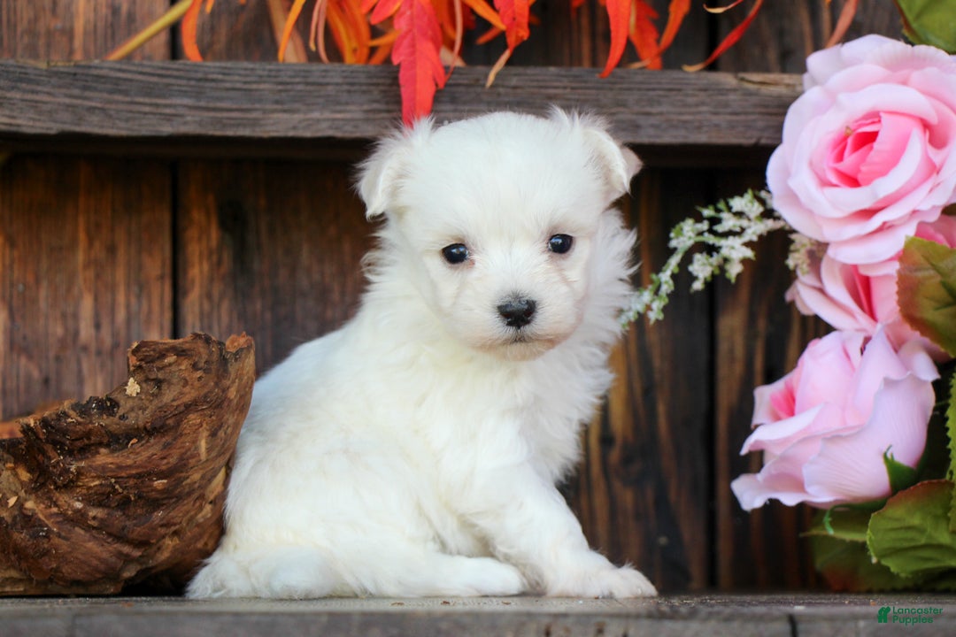 Maltese dogs for sale: Tinkerbell - Ad 2