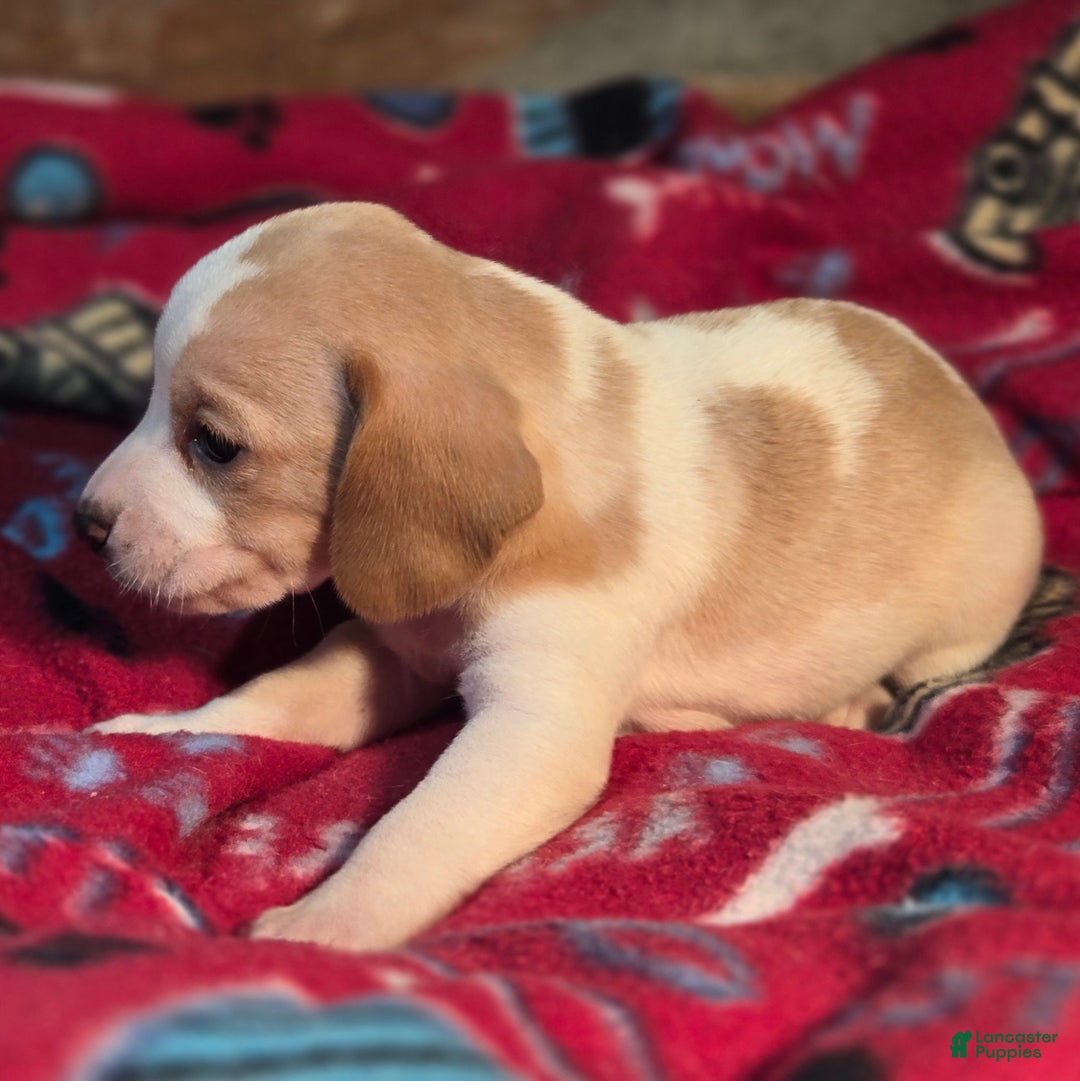 Beagle dogs for sale: Sage Queen Elizabeth Pocket Beagle - Ad 5