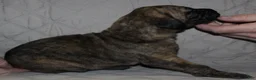 Great Dane dogs for sale: Sierra - Ad 2