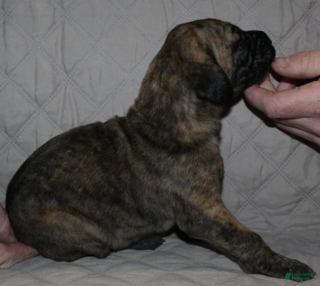 Great Dane dogs for sale: Sierra - Ad 2