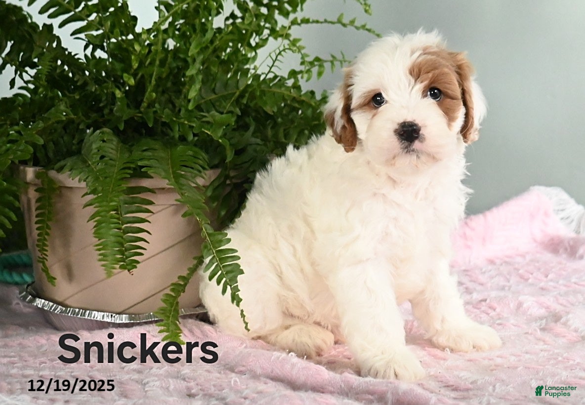 Cavapoo dogs Snickers - Ad 34