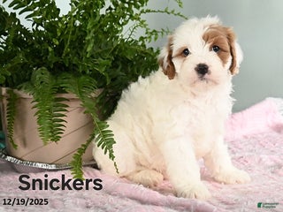 Cavapoo dogs Snickers - Ad 34