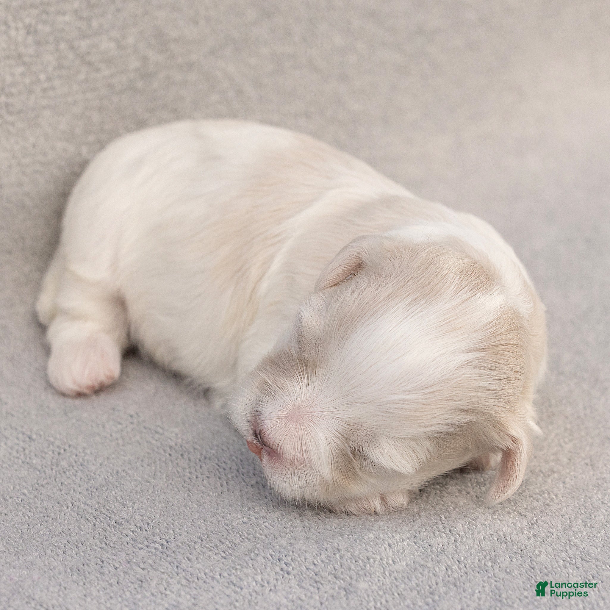 Maltese dogs Puck Maltese  - Ad 2