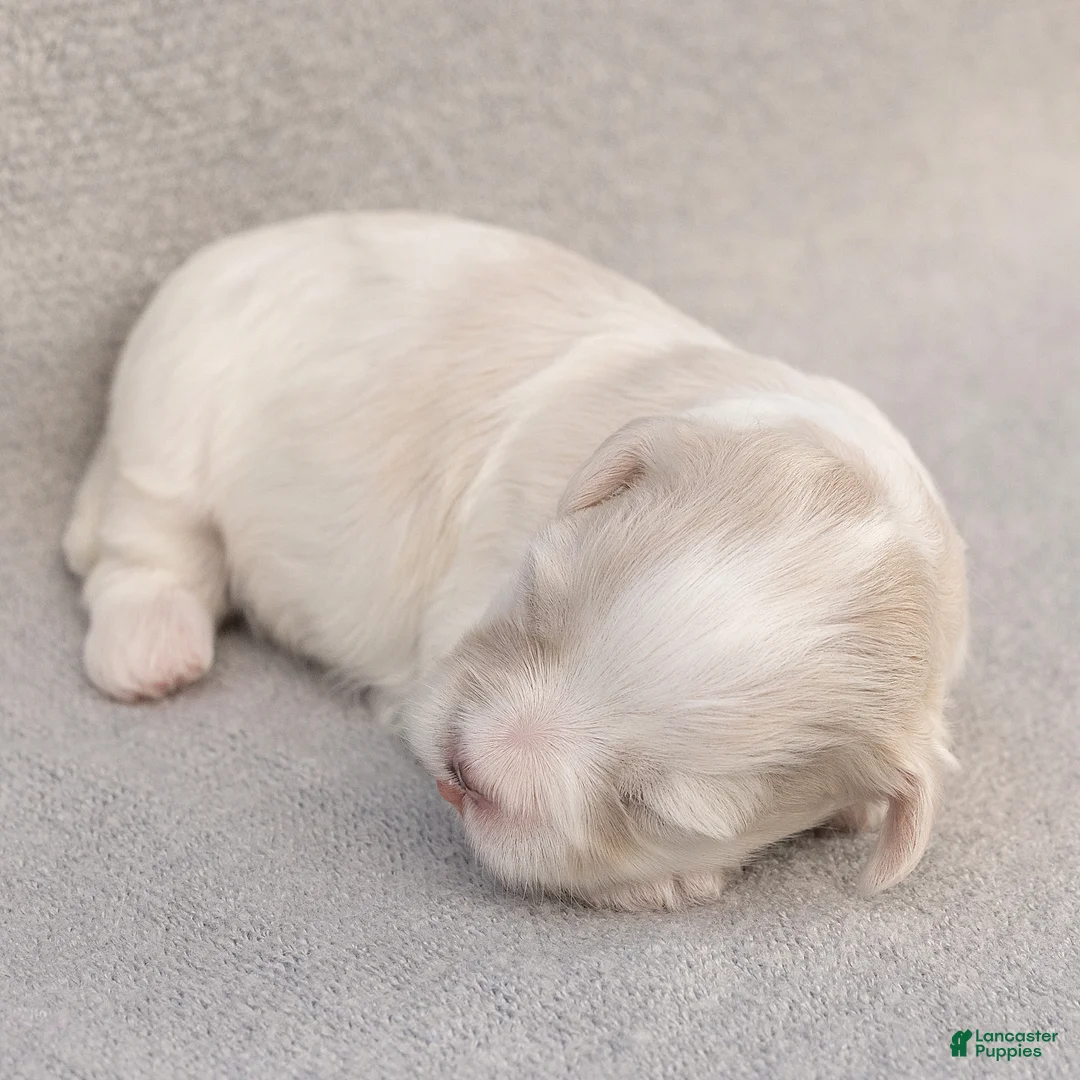 Maltese dogs for sale: Puck Maltese  - Ad 2