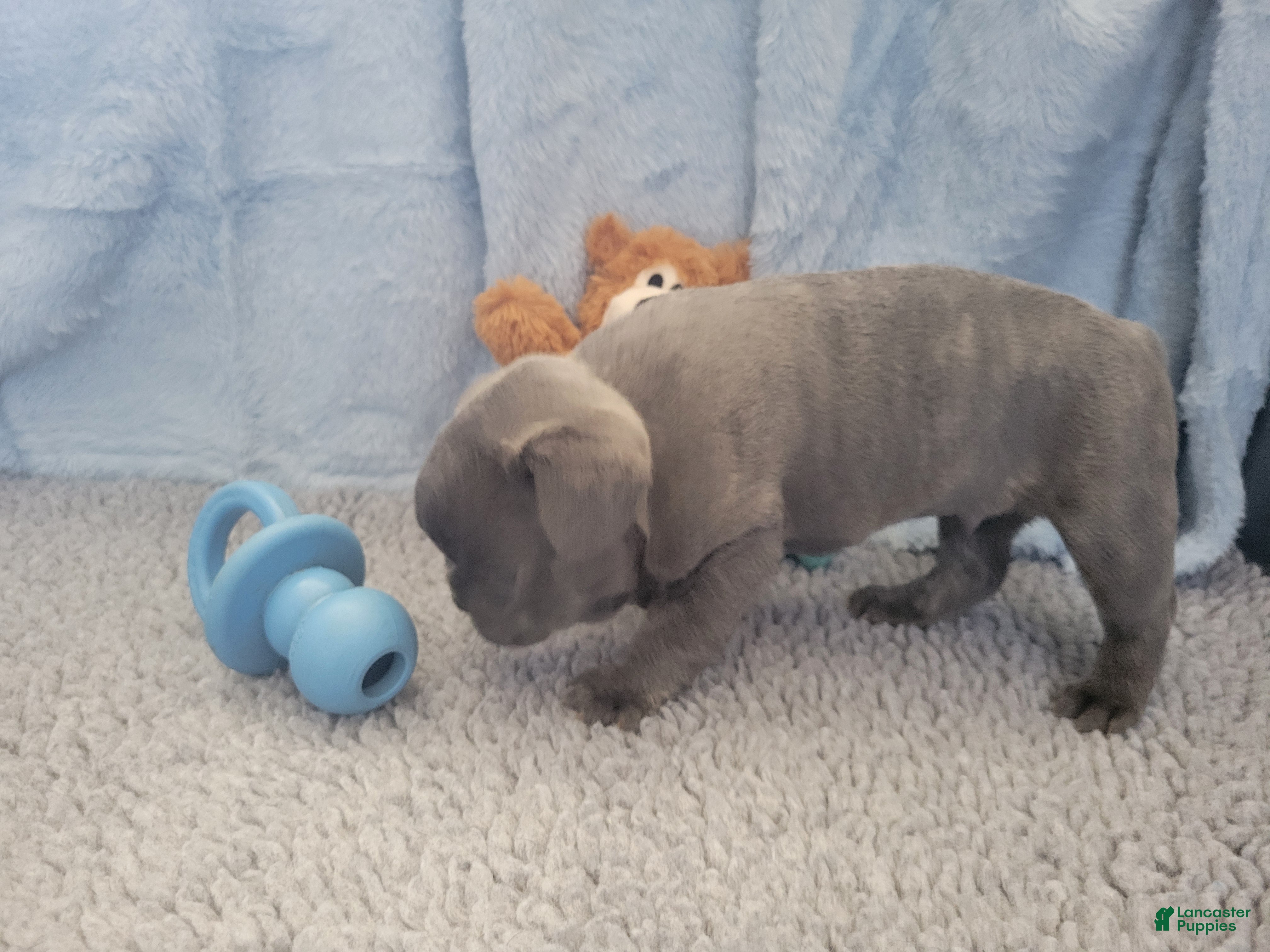 French Bulldog dogs Tank - Ad 2