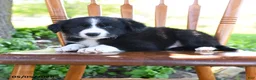 Border Collie dogs for sale: Luis - Ad 4