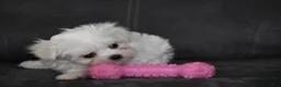 Maltese dogs for sale: Aria - Ad 6