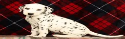 Dalmatian dogs for sale: Riley - Ad 3