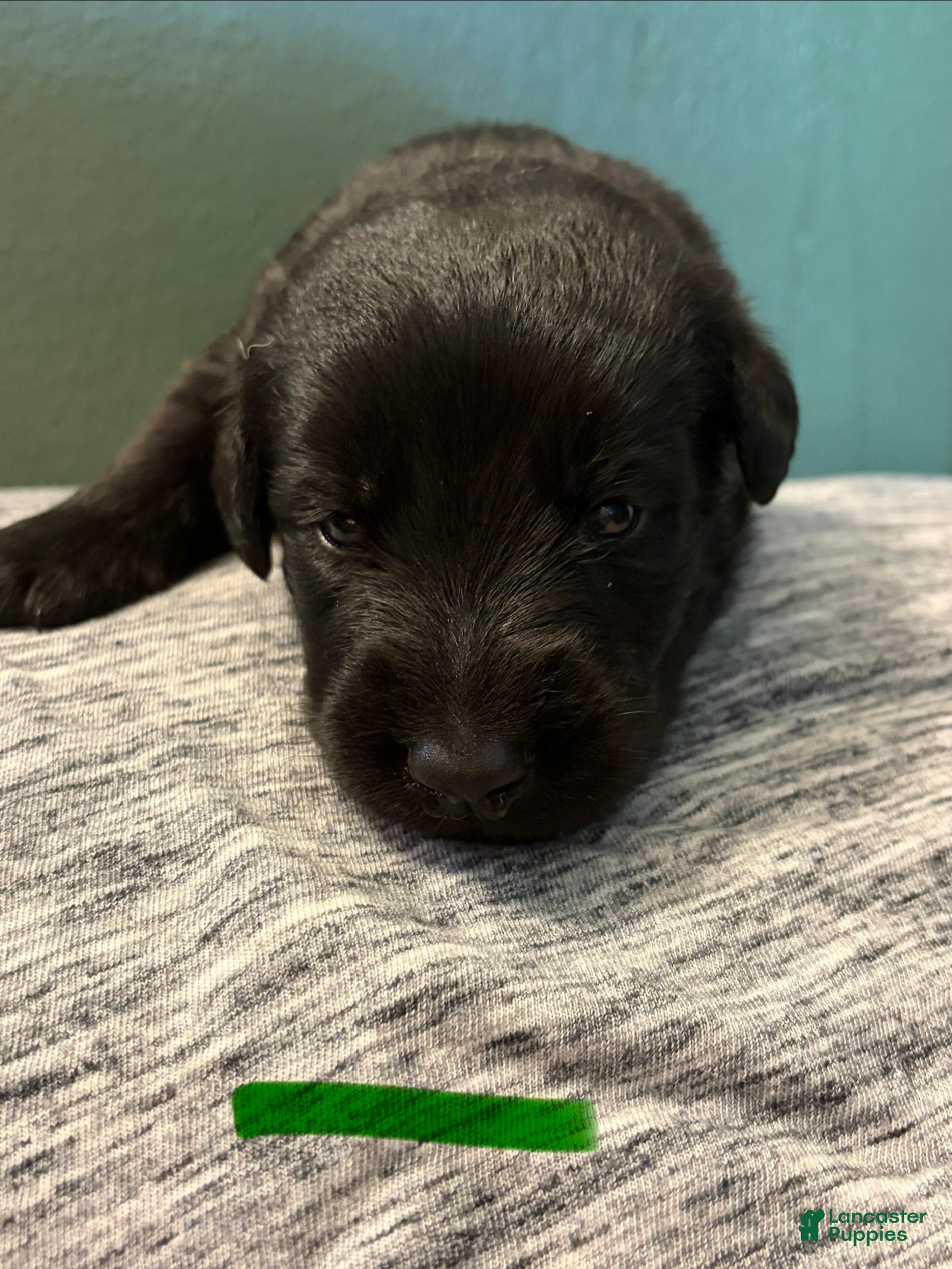 Mixed Breed dogs Belgian x Giant Schnauzer mix 3 green collar  - Ad 23