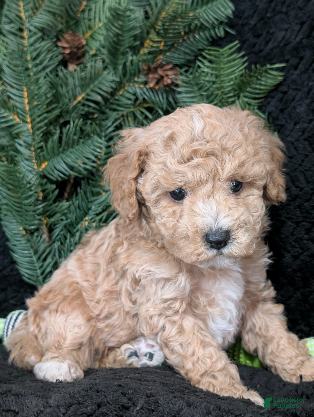 Cavachon dogs for sale: Scotty  - Ad 3