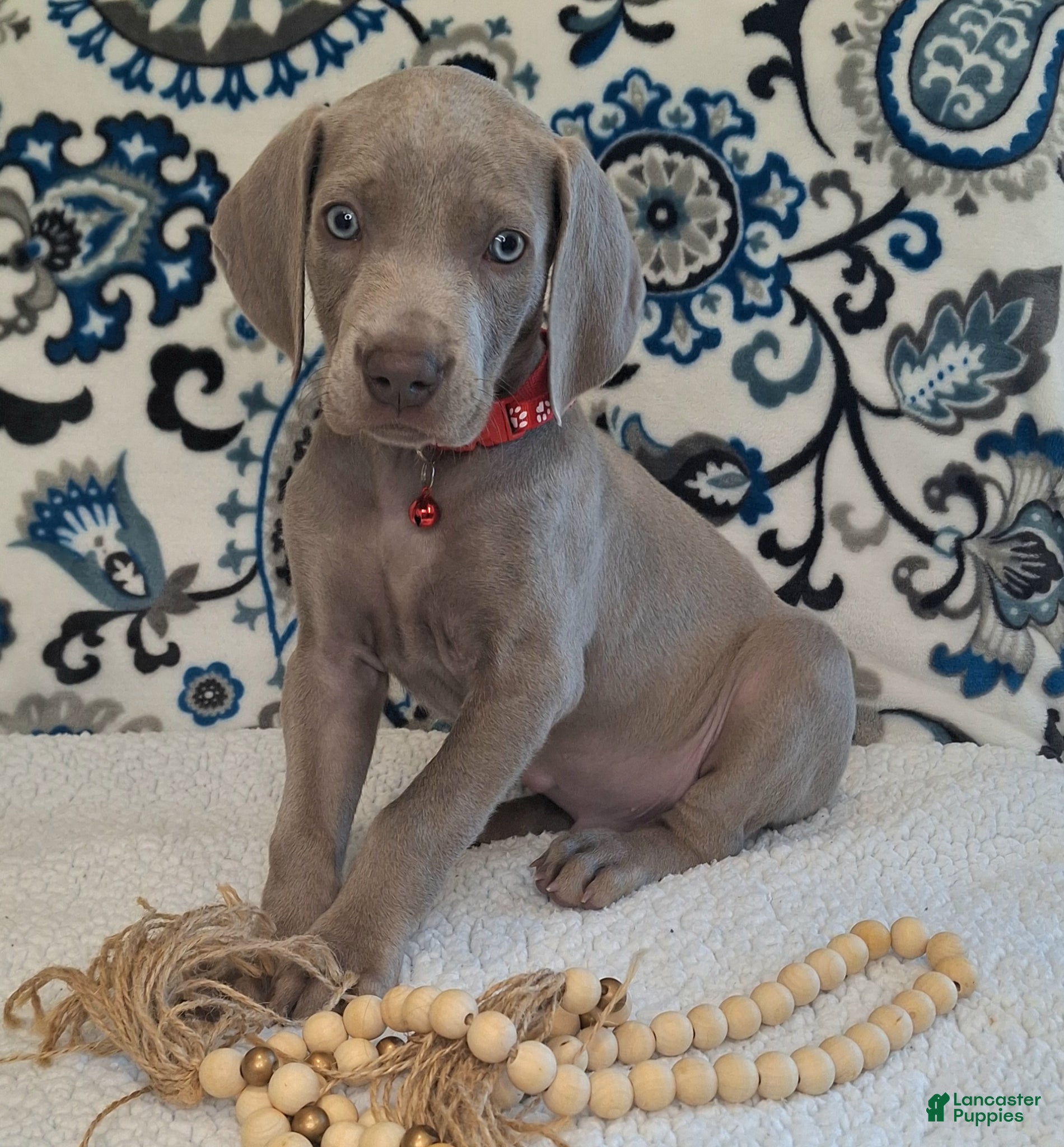 Weimaraner dogs Norris - Ad 1
