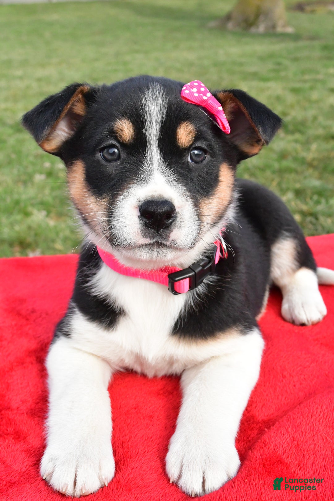 Mixed Breed dogs for sale: Molly - Ad 2