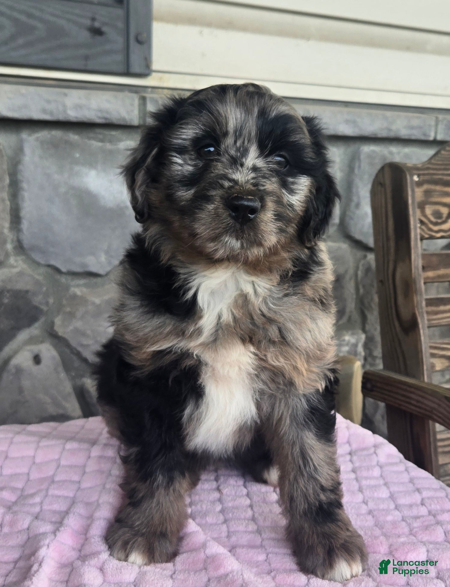 Mini Aussiedoodle dogs Alisha - Ad 1