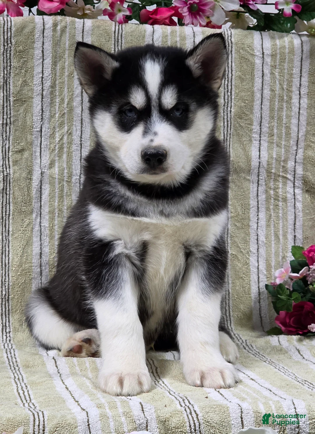 Siberian Husky dogs for sale: Dillon - Ad 4