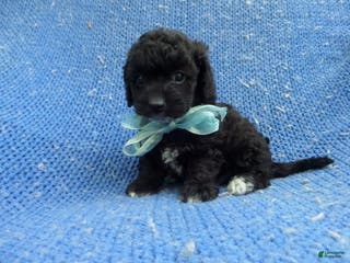 Shihpoo dogs Izzy - Ad 5