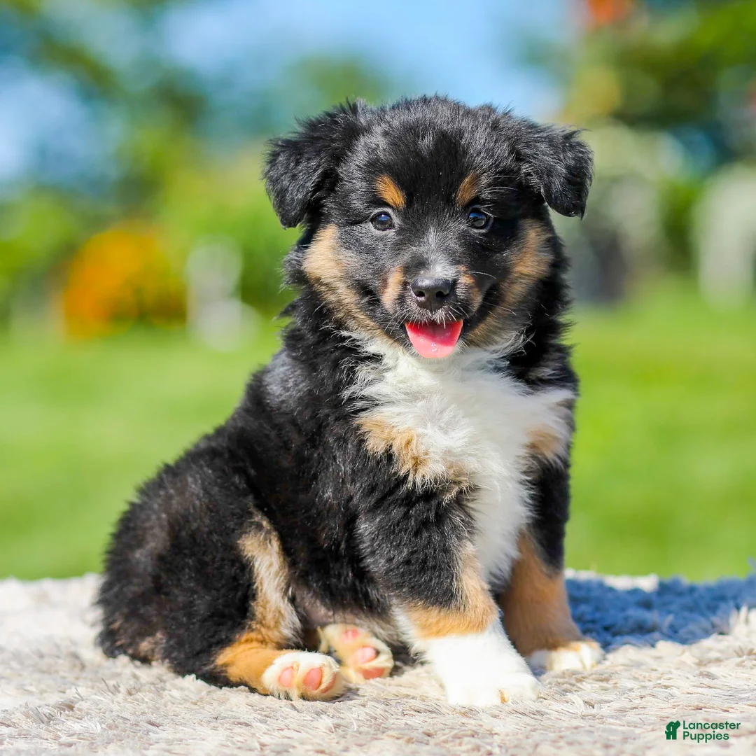 Miniature Australian Shepherd dogs for sale: Honda - Ad 1