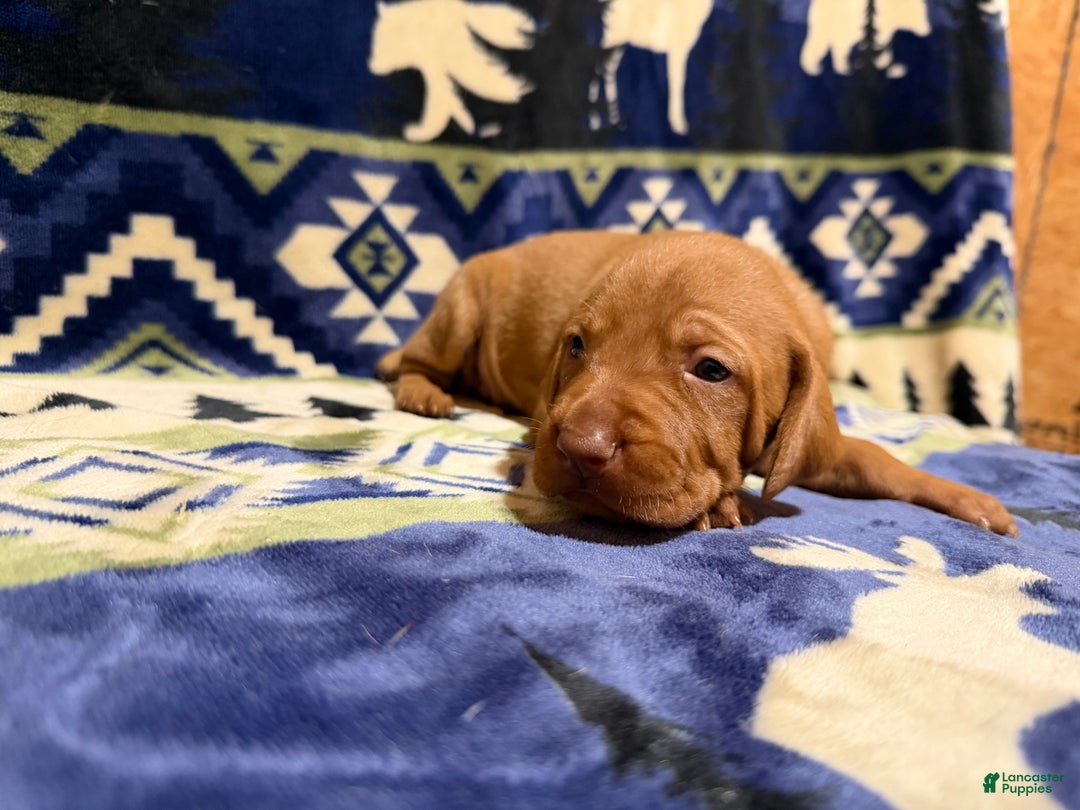 Vizsla dogs for sale: Vizsla Female 3 - Ad 1