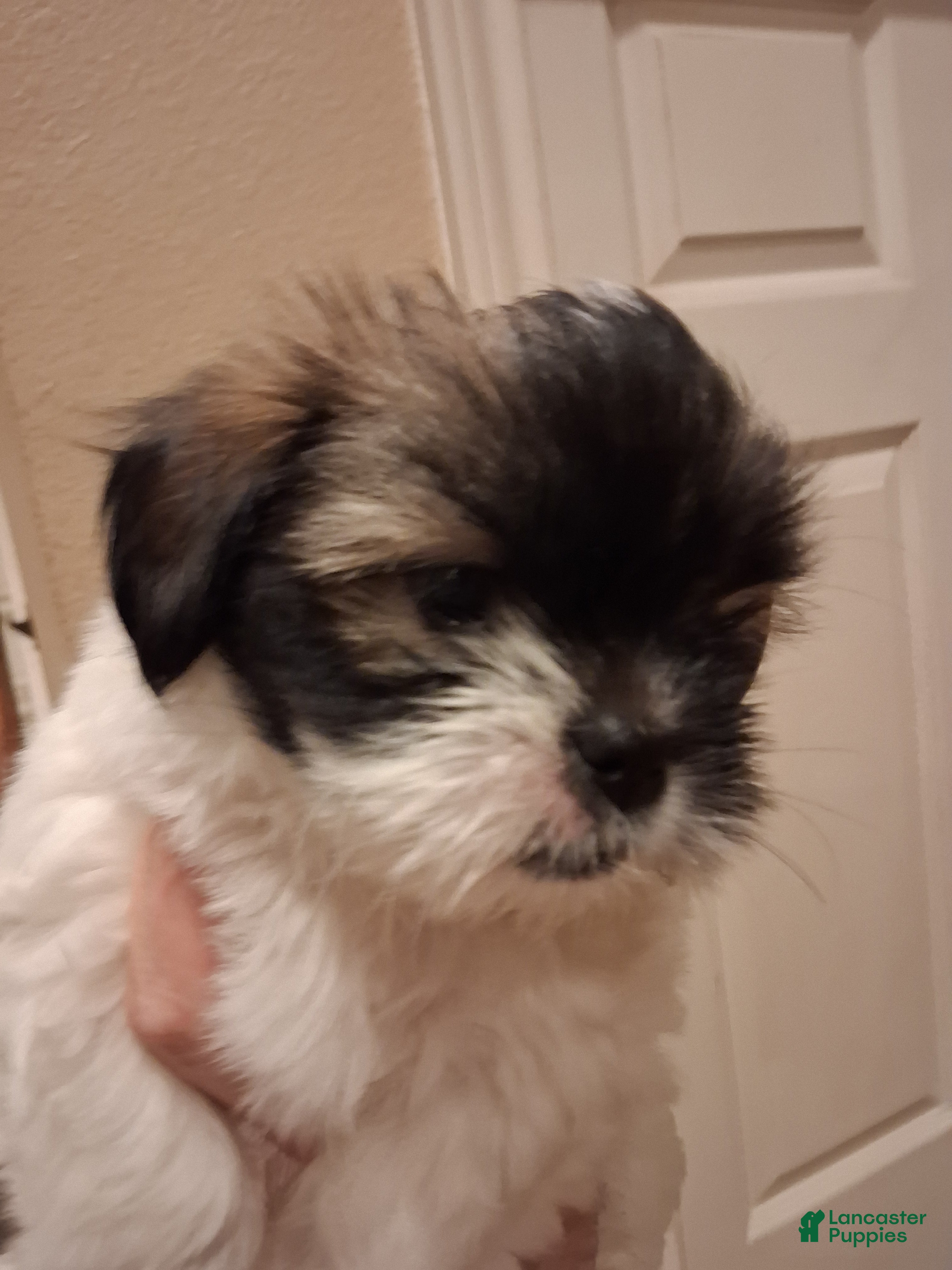 Shih Tzu dogs Shih Tzu Puppy 2 - Ad 5
