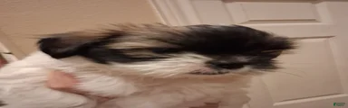 Shih Tzu Puppy 2