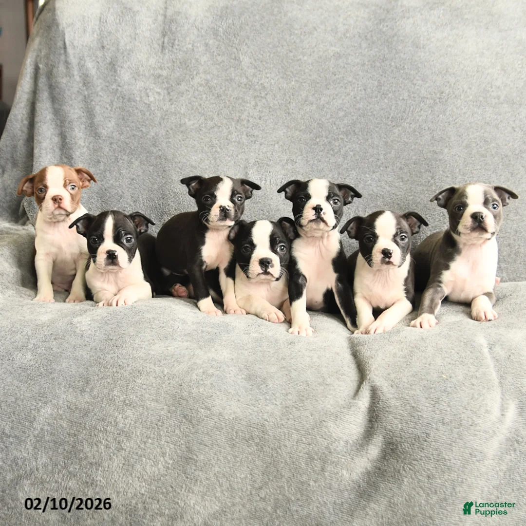 Boston Terrier dogs for sale: Bella   - Ad 5