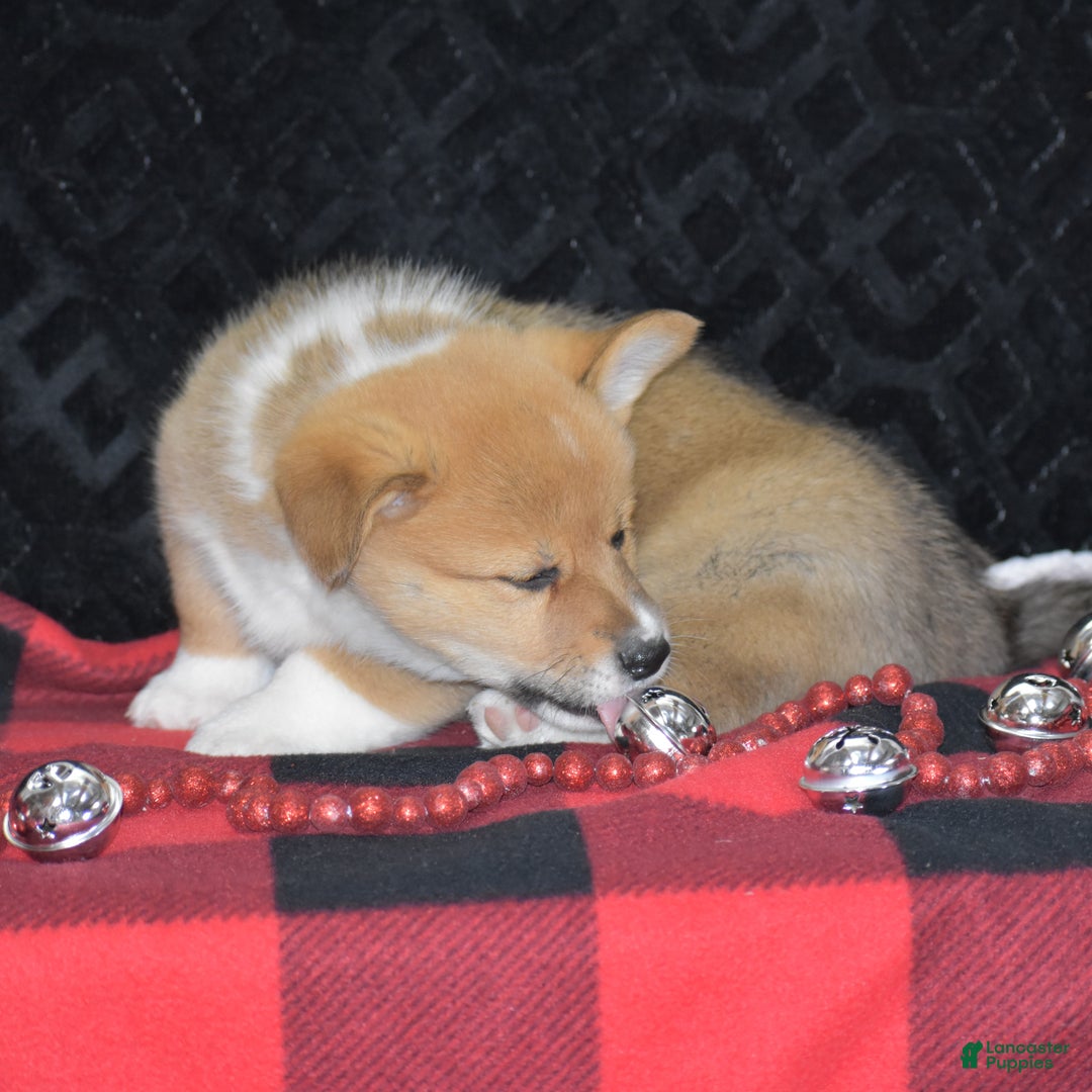 Welsh Corgi Pembroke dogs for sale: Moonbeam - Ad 12