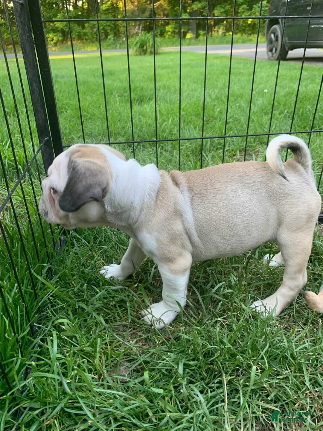 Frug dogs for sale: Snoopy - Ad 2