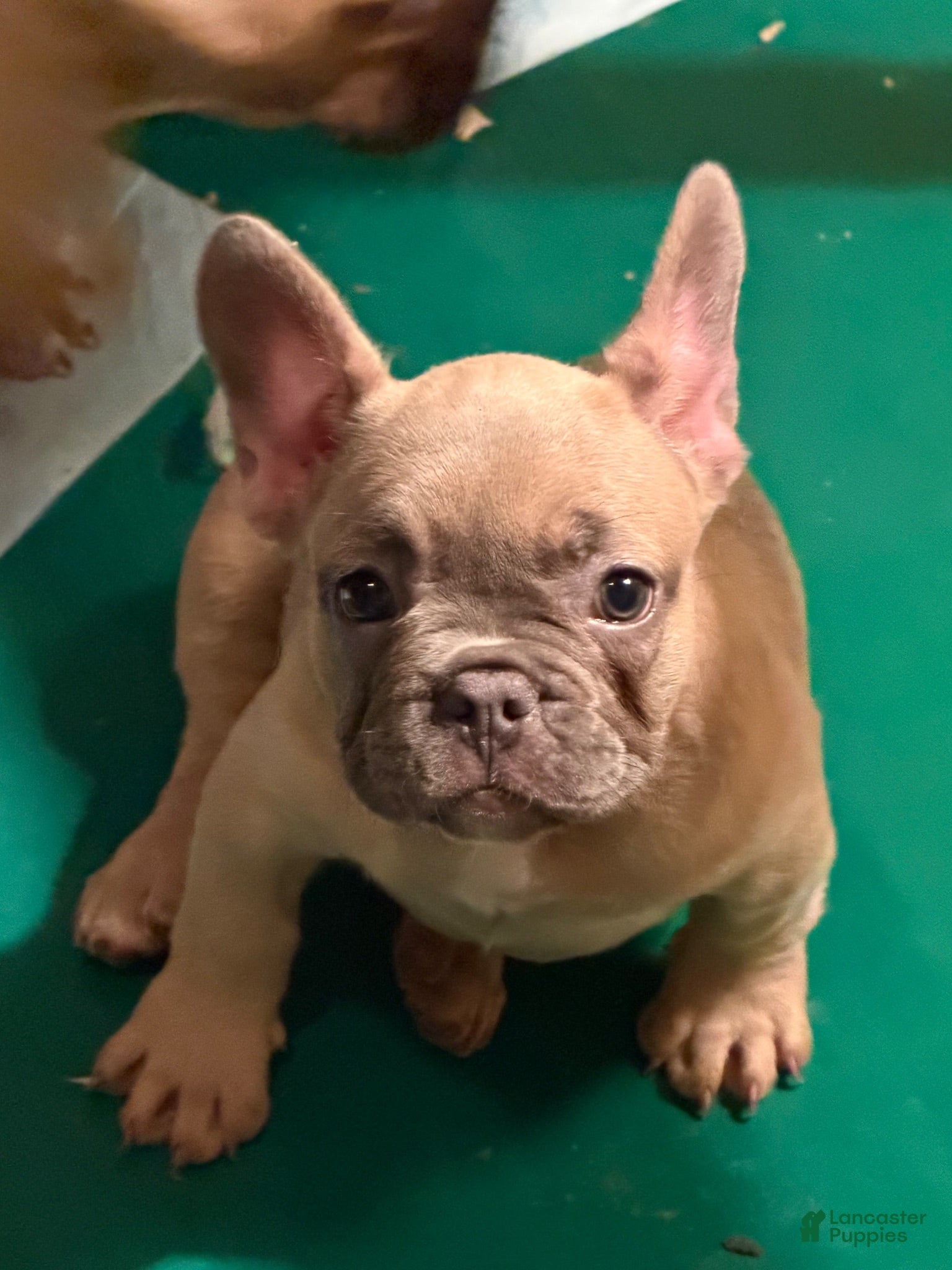 French Bulldog dogs French Bulldog 4 - Ad 15