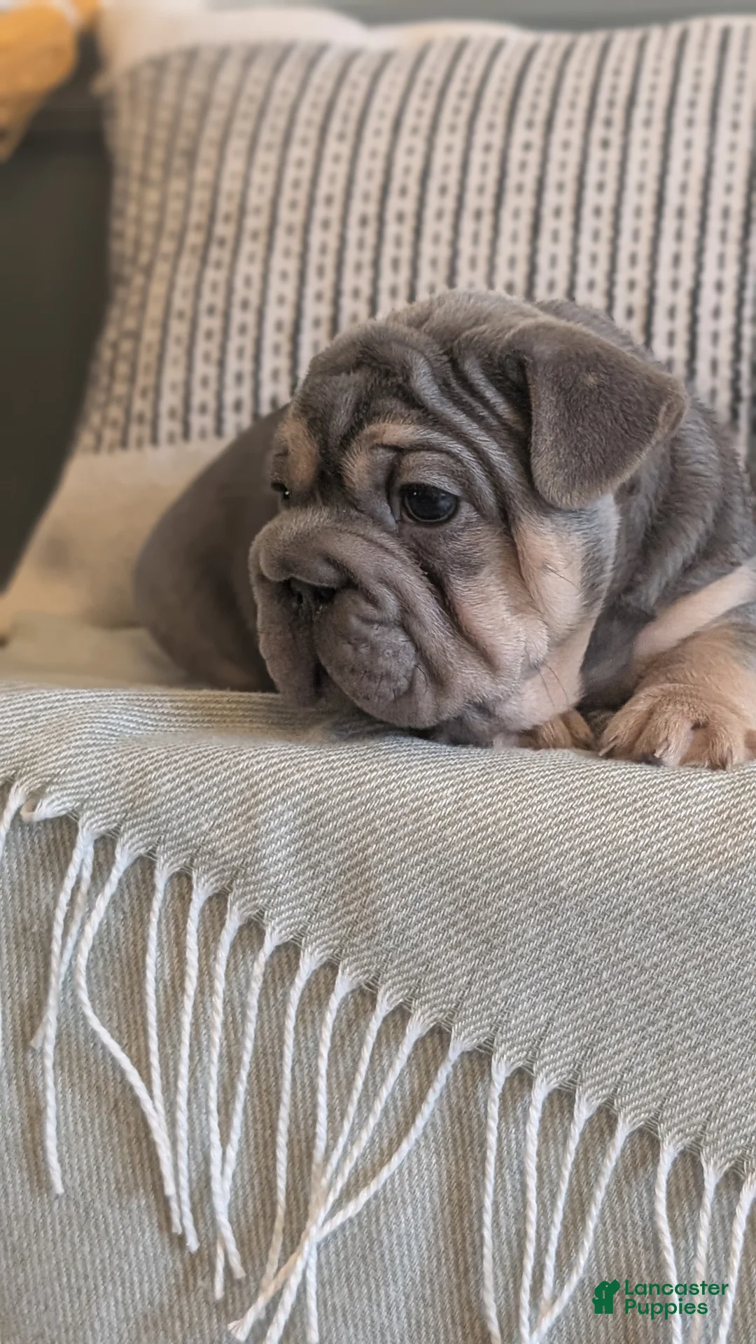 French Bulldog dogs for sale: Royce - Ad 4