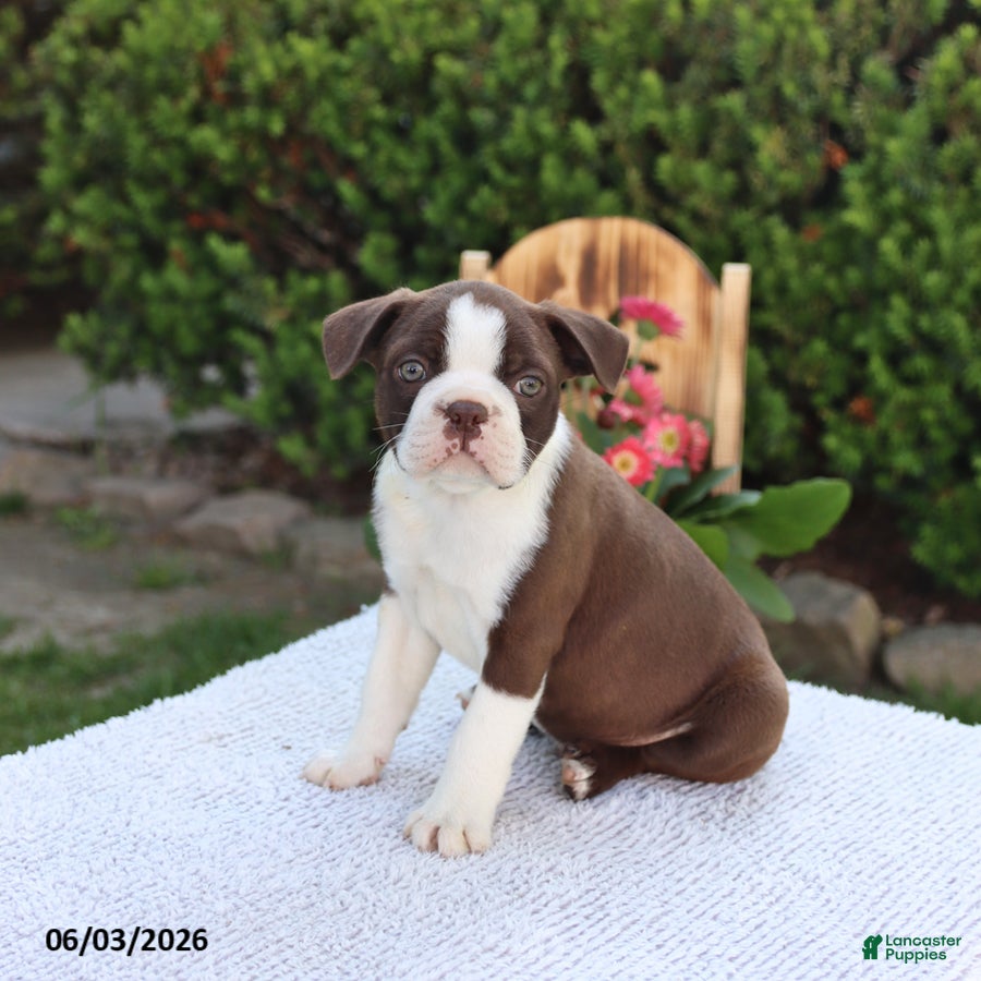 Boston Terrier dogs for sale: Dash - Ad 4