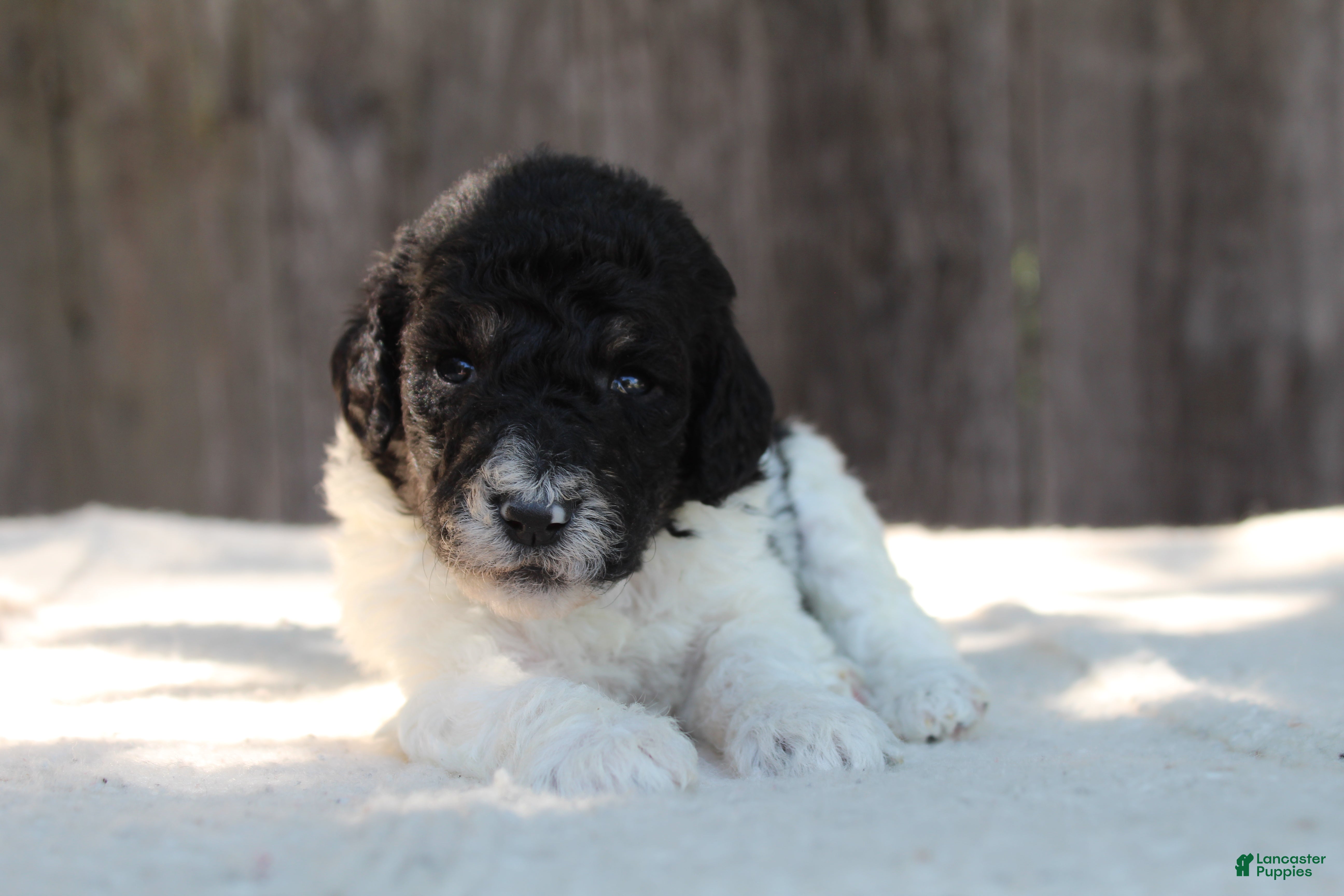 Standard Poodle dogs for sale: Sage AKC standard poodle - Ad 3