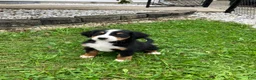 Bernese Mountain Dog dogs for sale: Akc Rover - Ad 3