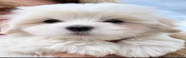 Coton De Tulear 1   Chanel