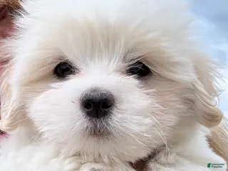 Coton De Tulear dogs for sale: Coton De Tulear 1 Chanel - Ad 4