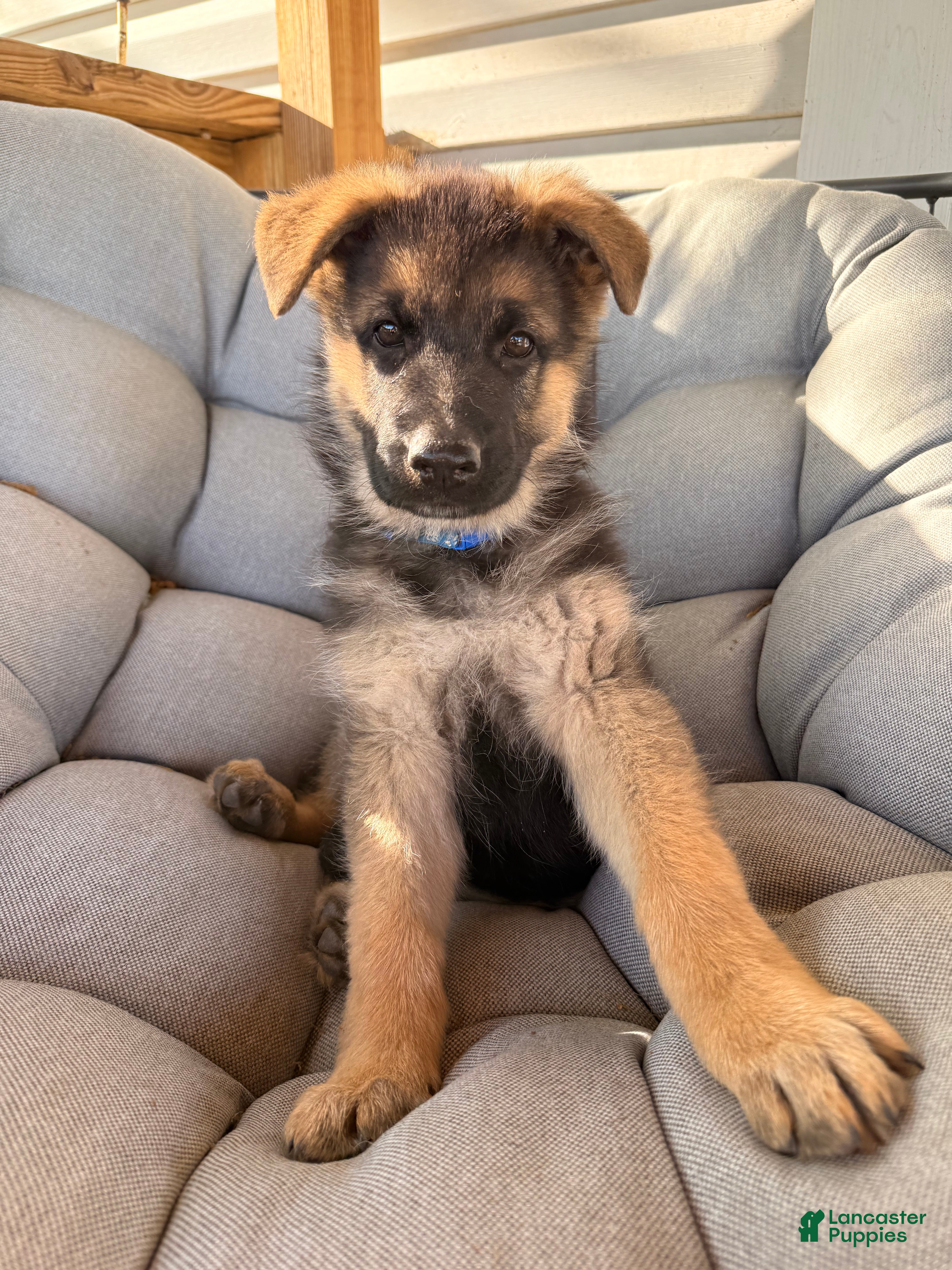 German Shepherd dogs Harley - Ad 33