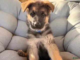 German Shepherd dogs Harley - Ad 33