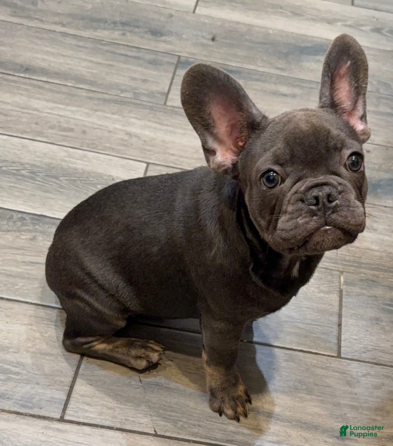 French Bulldog dogs for sale: French Bulldog 2 - Ad 2