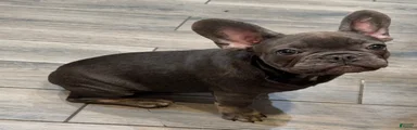 French Bulldog 2